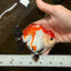 CHONKY A Grade Tricolor Yuanbao Male 4.5 inches #110725YB_06
