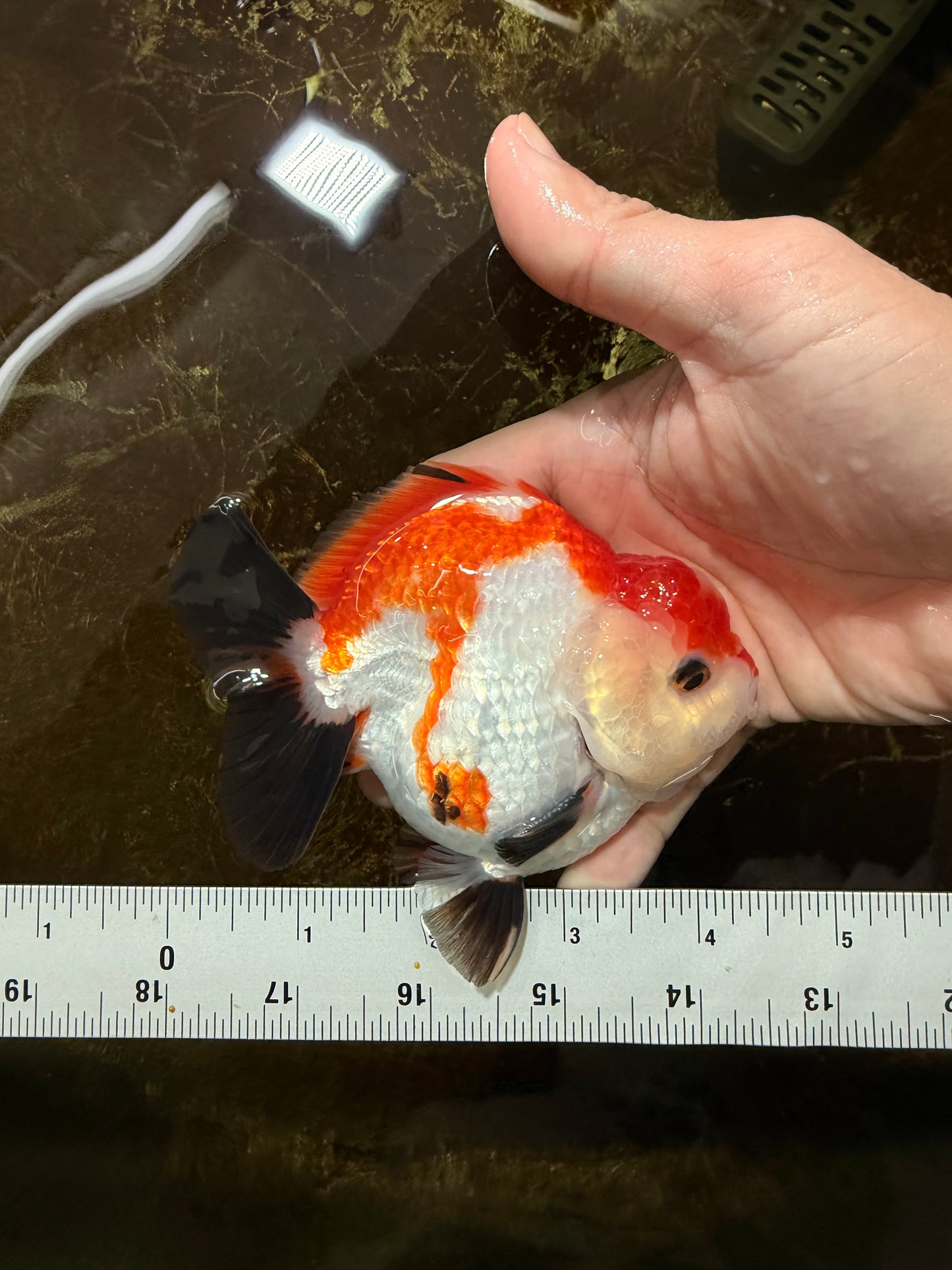 CHONKY A Grade Tricolor Yuanbao Male 4.5 inches #110725YB_06