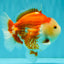 AAA Grade Red White Yuanbao Male 5 inches #072426YB_23