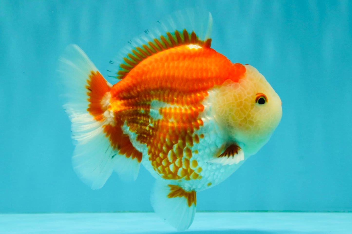 AAA Grade Red White Yuanbao Male 5 inches #072426YB_23