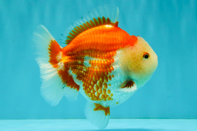 AAA Grade Red White Yuanbao Male 5 inches #072426YB_23
