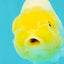 White Lionchu Female 4-4.5 Inches #100226LC_18