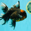 CHONKY A Grade Tiger Oranda Male 7 inches #082126OR_16