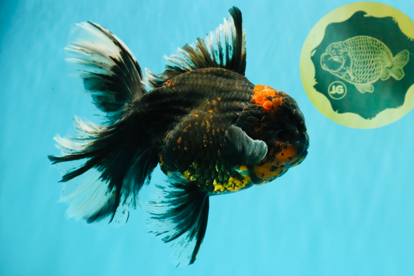 CHONKY A Grade Tiger Oranda Male 7 inches #082126OR_16