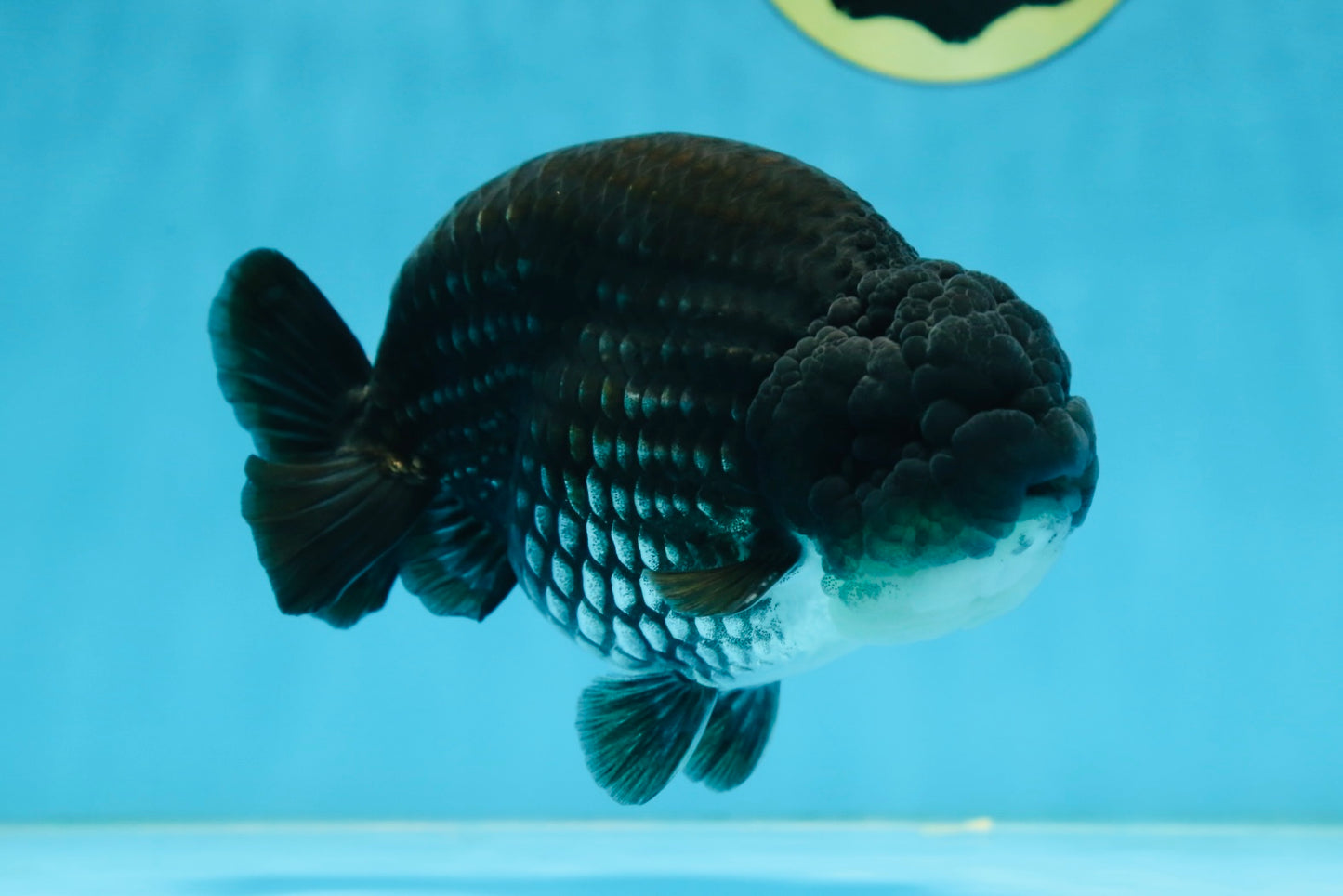 AAA Grade Black Blue LionKing 5.5 inches #082225LC_03