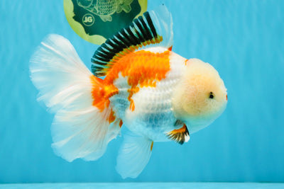 PUPPY A Grade Tricolor Oranda Female 7 inches #040326OR_07