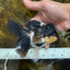 CHUBBY CHEEK Panda Oranda Female 5-5.5 inches #090525OR_20