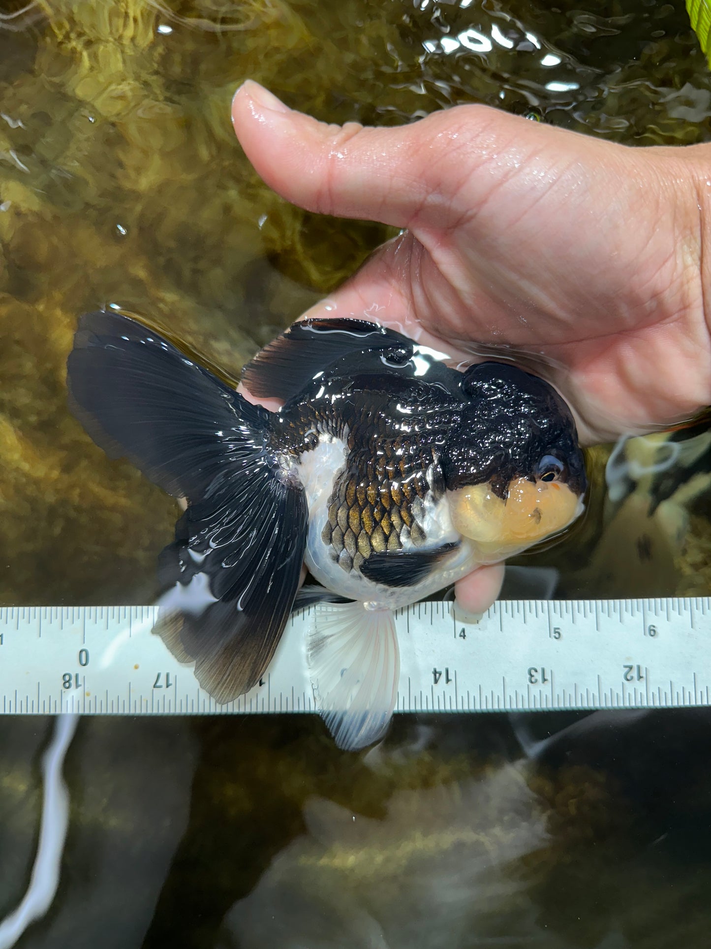 CHUBBY CHEEK Panda Oranda Female 5-5.5 inches #090525OR_20