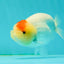 Nugget Snow Tancho Lemonhead Lionchu Male 4 inches #1018LC_06