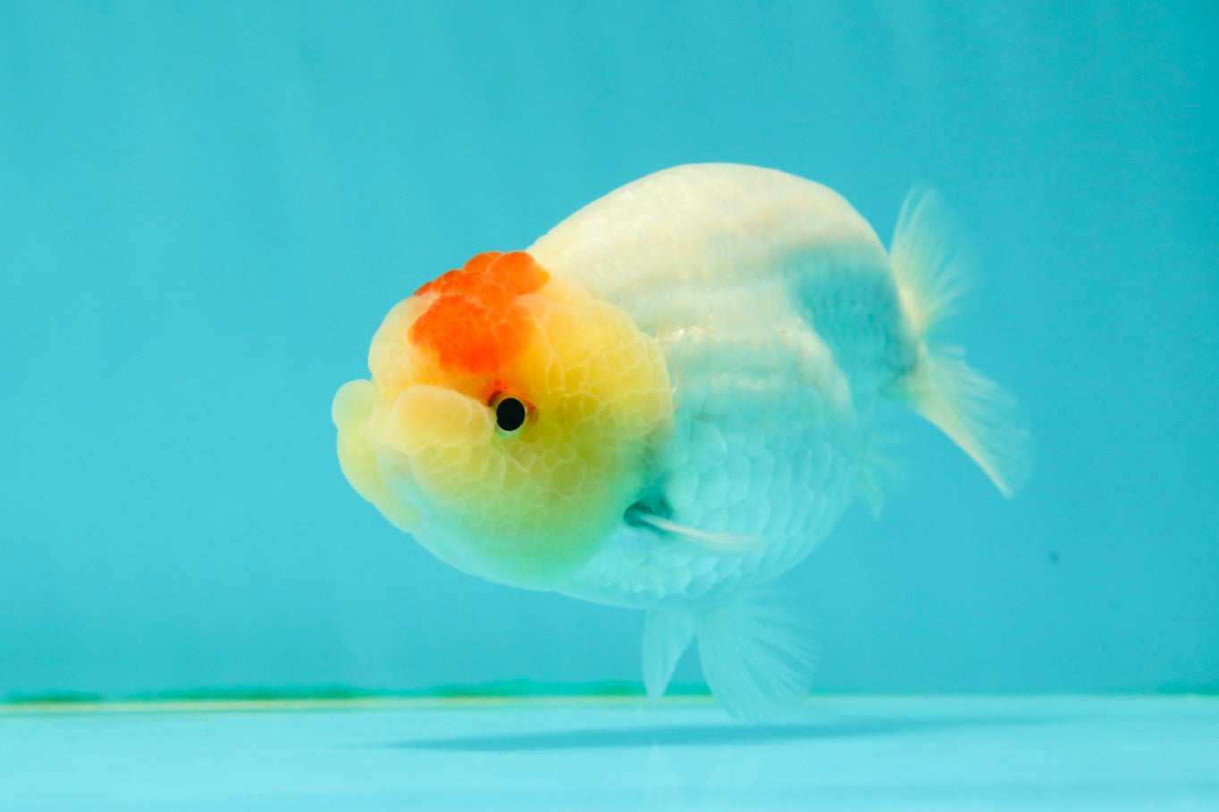 Nugget Snow Tancho Lemonhead Lionchu Male 4 inches #1018LC_06