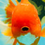 TOMATO AAA Grade Jumbo Broadtail Red Oranda Male 8.5-9 inches #072426OR_03