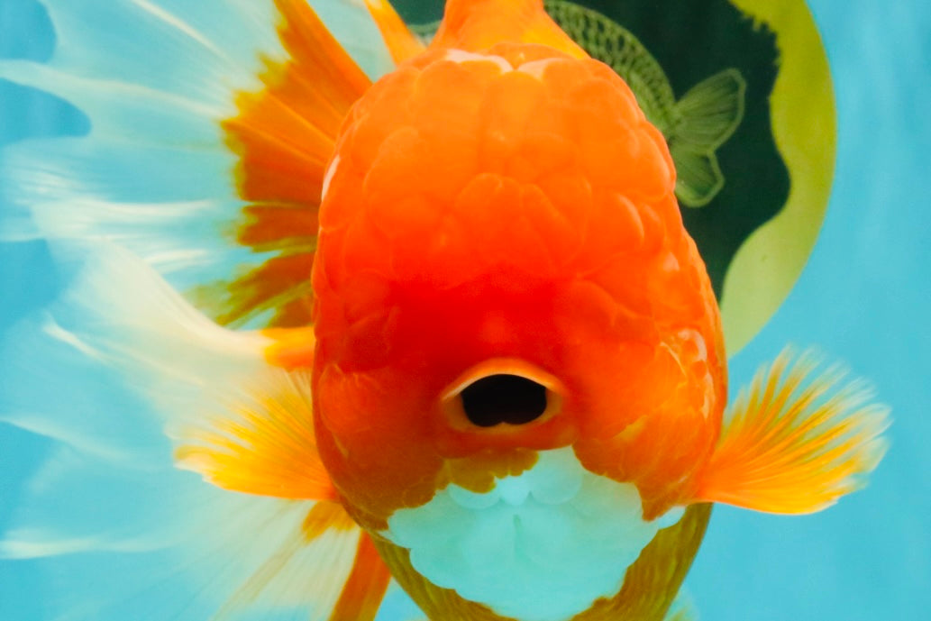 TOMATO AAA Grade Jumbo Broadtail Red Oranda Male 8.5-9 inches #072426OR_03