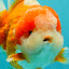 BIG WEN AAA Grade Beautiful Red White Yuanbao Male 6-6.5 inches #071026YB_07