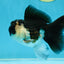 A Grade Young Panda Button W Oranda Male 4.5-5 inches #061325_06