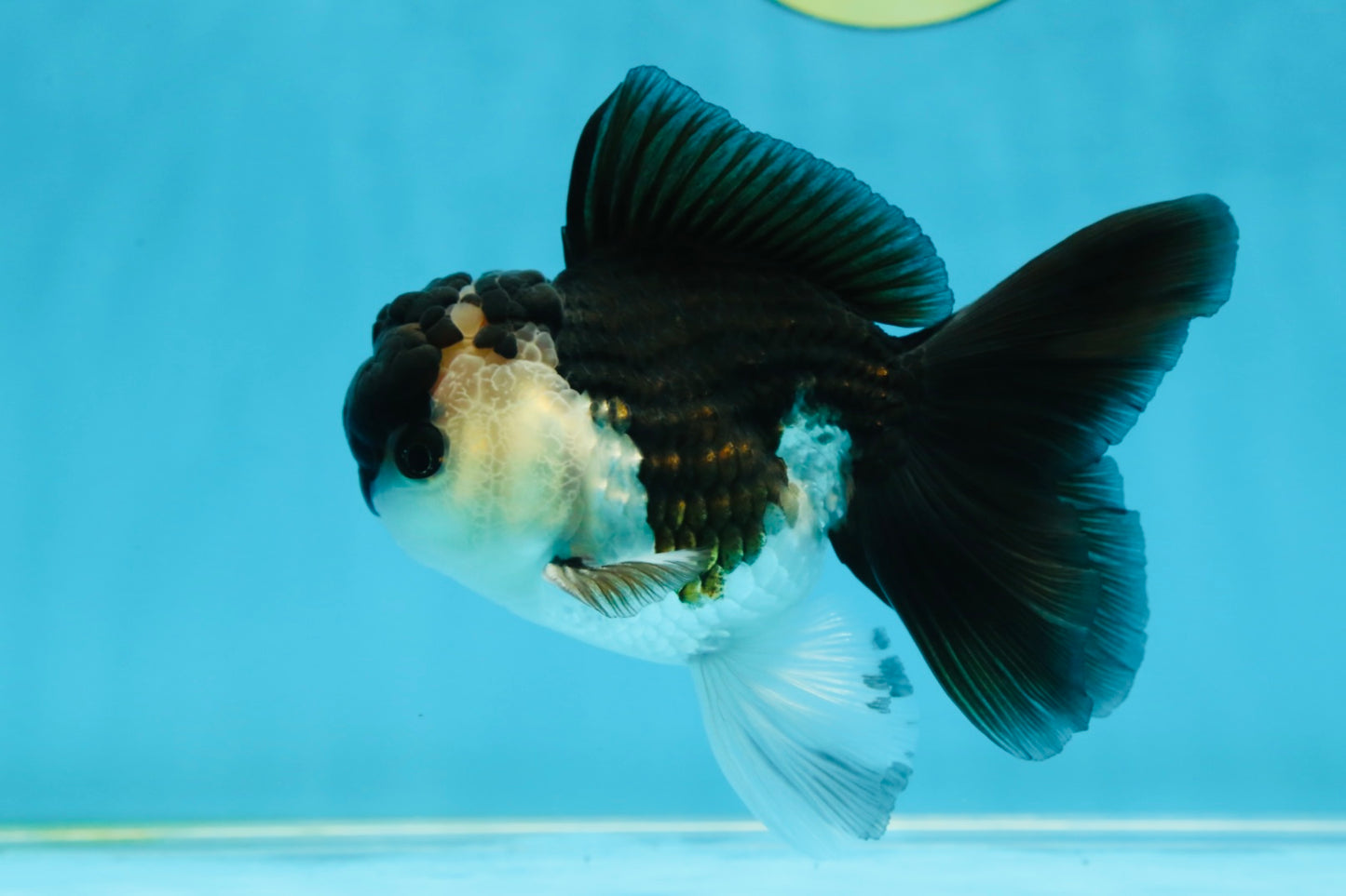 A Grade Young Panda Button W Oranda Male 4.5-5 inches #061325_06