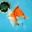 A Grade CHONKY Red White Oranda Female 6 inches #091925OR_09