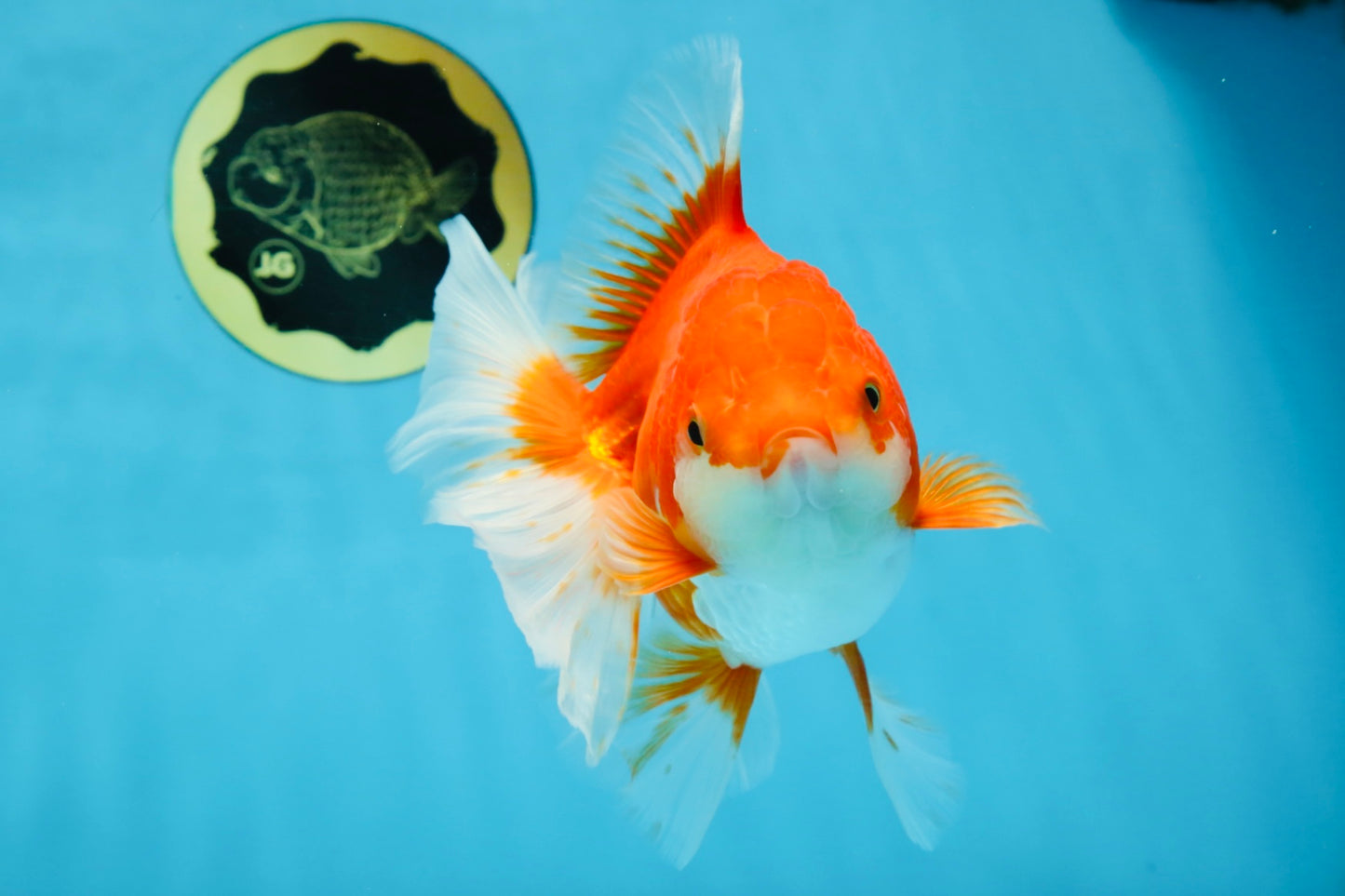 A Grade CHONKY Red White Oranda Female 6 inches #091925OR_09