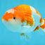 Special Kohaku Ranchu Male 4.5 inches #122724LC_09