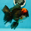 A Grade Lava Head Tricolor Oranda Male 5.5-6 inches #110124OR_18