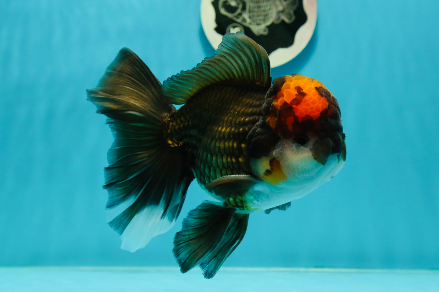 A Grade Lava Head Tricolor Oranda Male 5.5-6 inches #110124OR_18