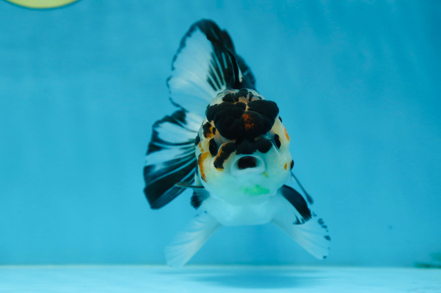 A Grade Panda Button Eyes Oranda Female 5 inches #081525OR_19