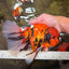 A Grade Broatail Tiger Oranda Male 7.5 inches #100926OR_08