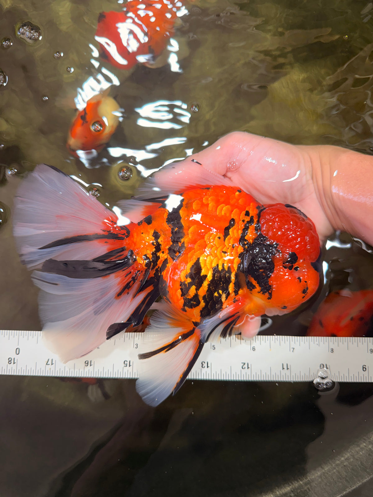 A Grade Broatail Tiger Oranda Male 7.5 inches #100926OR_08