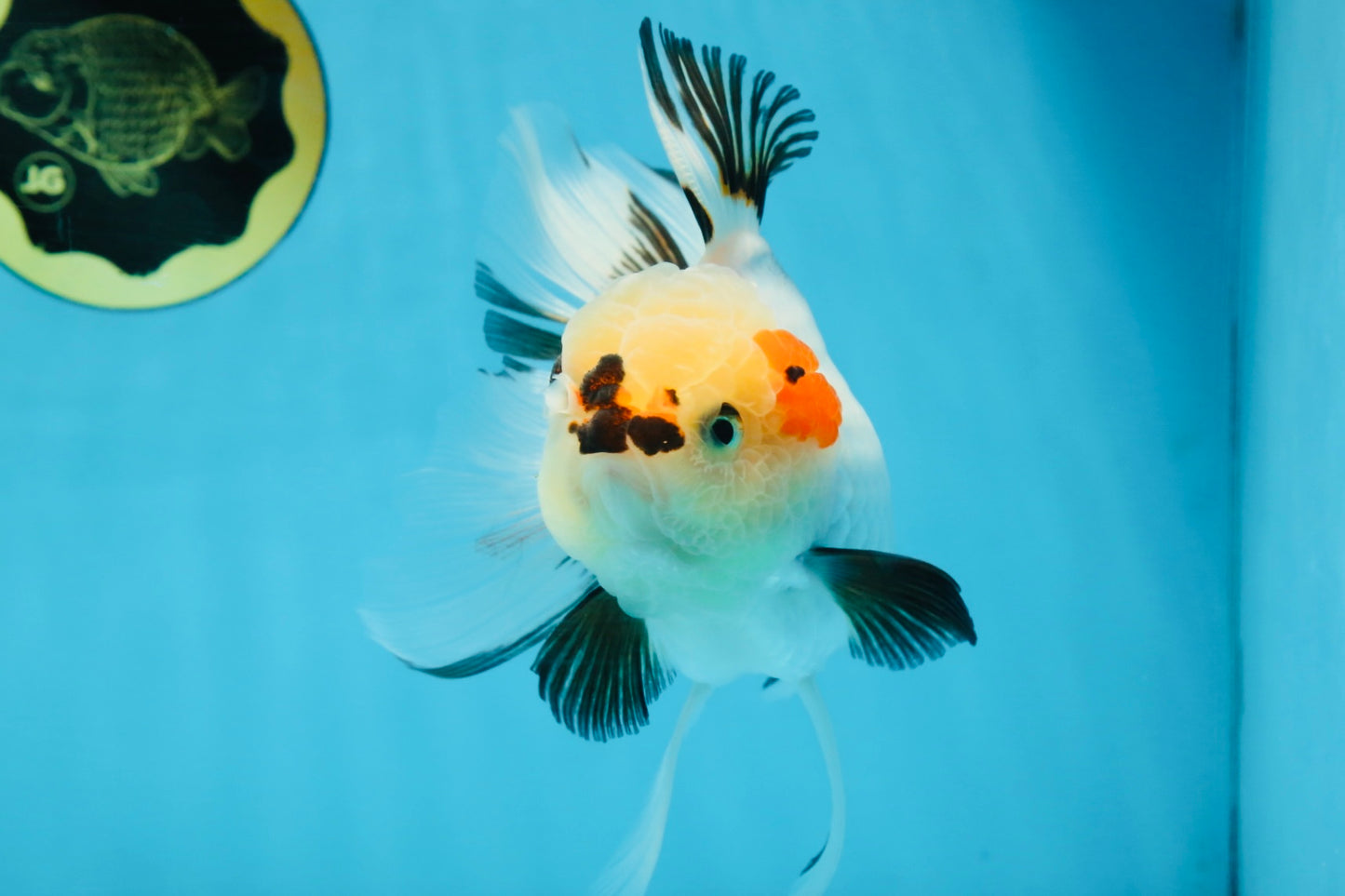 Tricolor Oranda Female 5.5 inches #100325OR_15