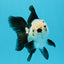 Panda Oranda Female 4.5 inches #112924OR_14