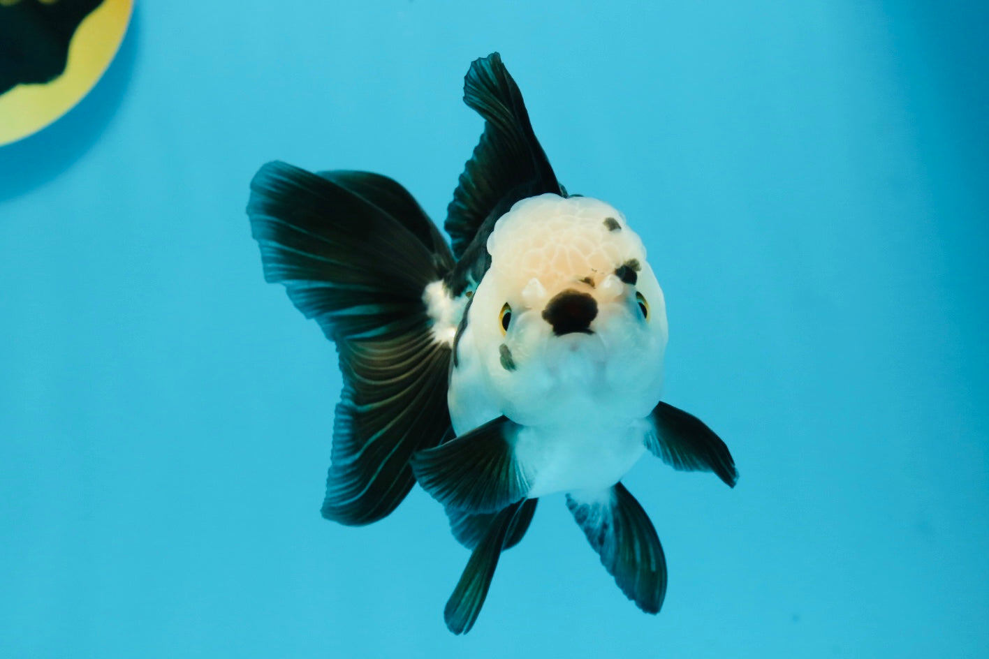 Panda Oranda Female 4.5 inches #112924OR_14