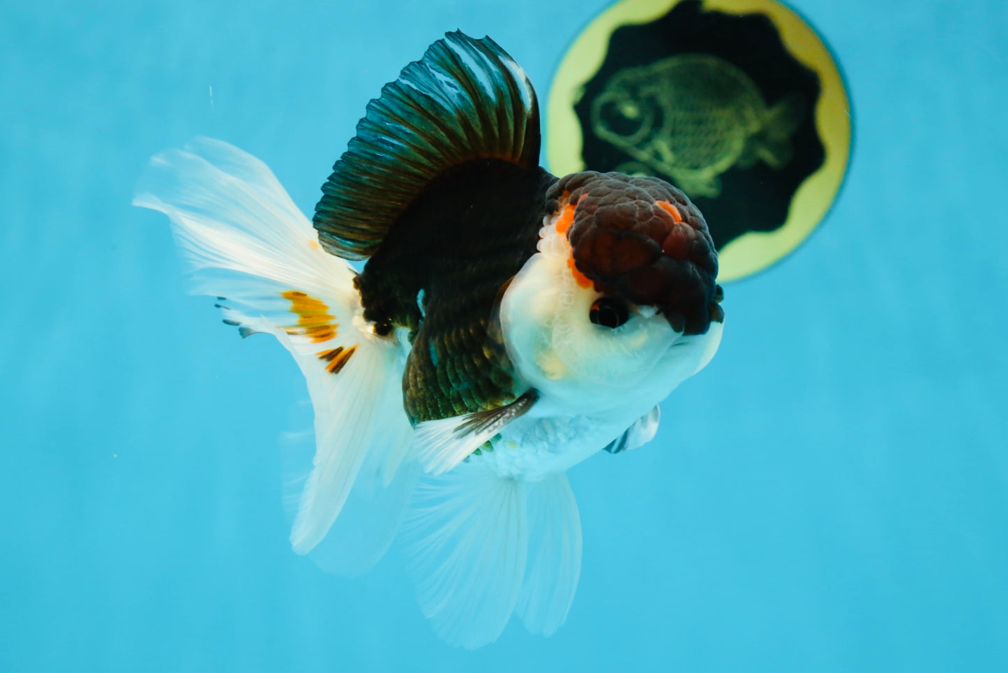 AAA Grade Tricolor  Button Eyes Oranda Male 4.5-5 inches #053025OR_21