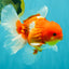 AAA Grade Red White Oranda Male 5.5 inches #072426OR_12