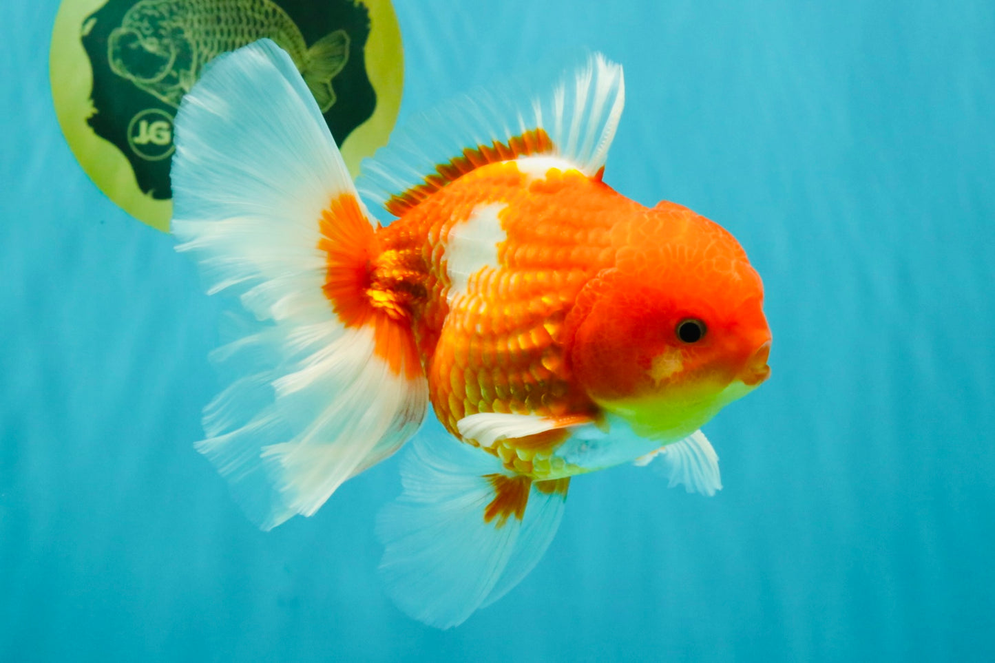 AAA Grade Red White Oranda Male 5.5 inches #072426OR_12
