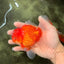 CHONKY AAA Grade Red White Oranda Male 4.5-5 inches #062626OR_37