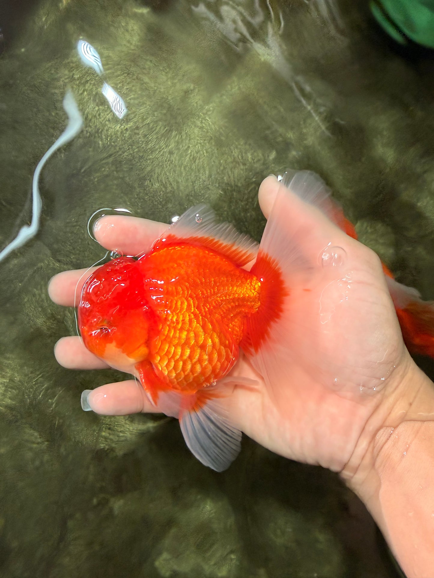 CHONKY AAA Grade Red White Oranda Male 4.5-5 inches #062626OR_37