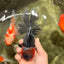AAA Grade Red Head Kirin Oranda Male 6-6.5 inches #070326OR_27