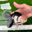 Panda Oranda mâle de qualité AAA 5,5 pouces #0906OR_31