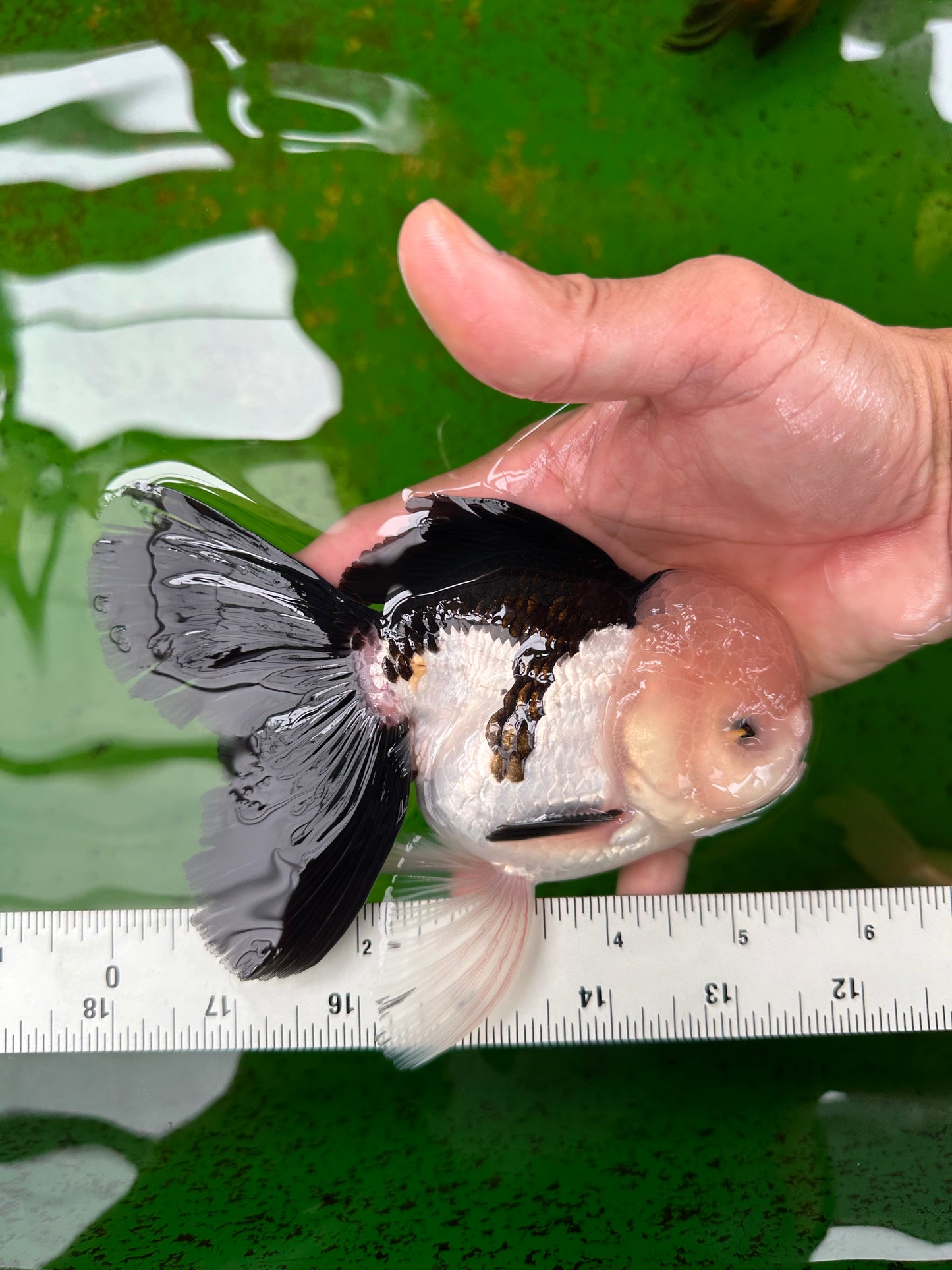 AAA Grade Panda Oranda Male 5.5 inches #0906OR_31