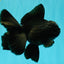 TOOTHLESS A Grade Black Oranda Female 5.5-6 inches #101626OR_15