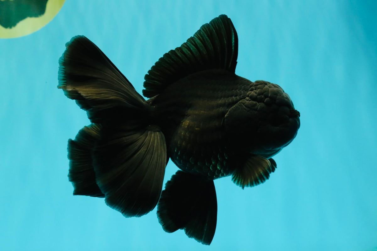 TOOTHLESS A Grade Black Oranda Female 5.5-6 inches #101626OR_15