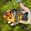 Tiger Chinese Ranchu Female 5.5 inches #022026RC_20