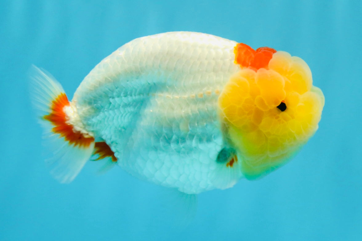 A Grade Red White LionQueen 4.5 inches #022026LC_15