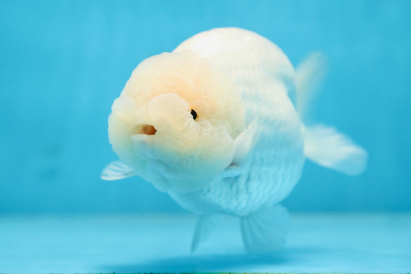 AAA Grade SNOW WHITE LionQueen 5.5-6 inches #090525LC_01