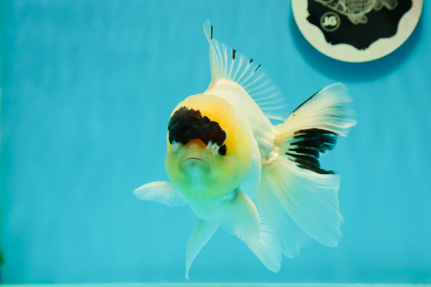 AAA Grade Panda Lemonhead Button Eyes Oranda Male 5.5 inches #110824OR_14