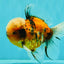 A Grade Tiger Oranda Male 5.5-6 inches #081426OR_04