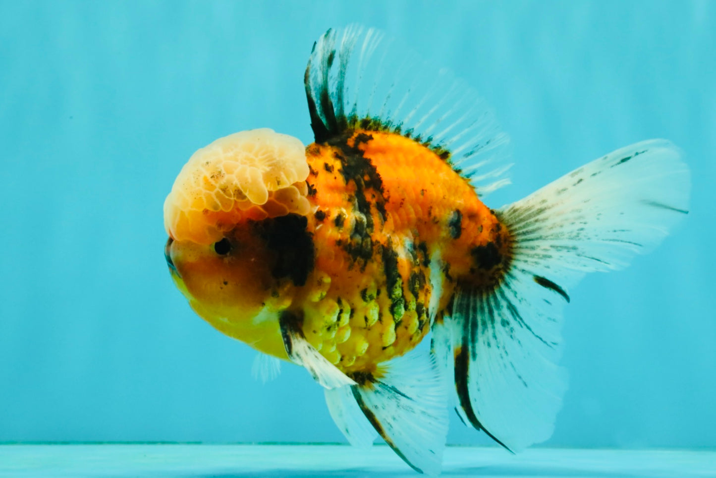A Grade Tiger Oranda Male 5.5-6 inches #081426OR_04