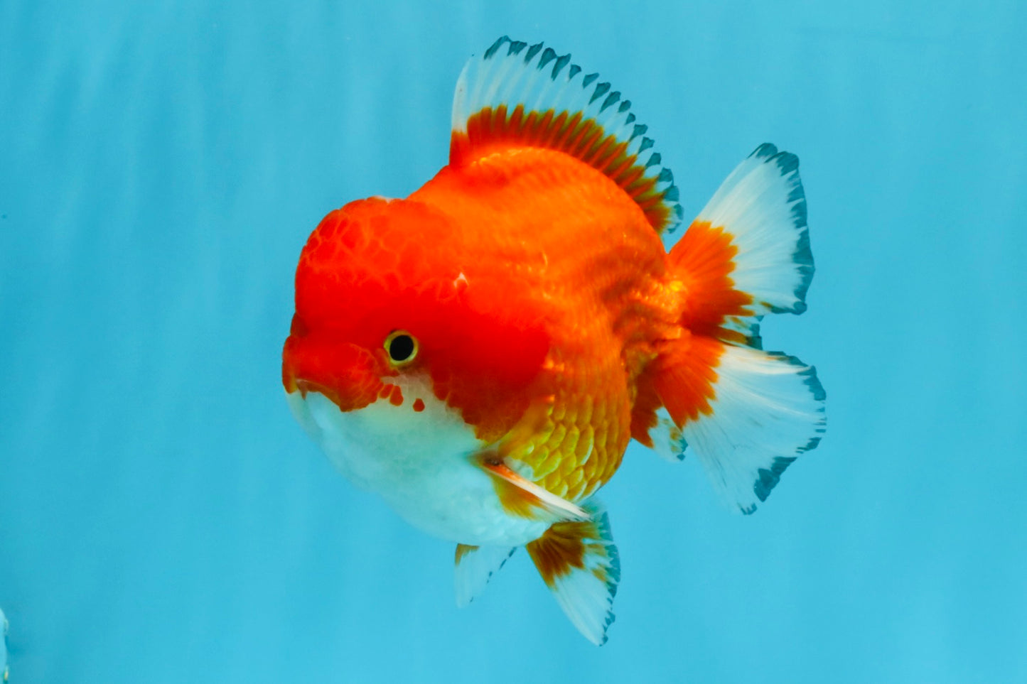 SPECIAL AAA Grade Red White Yuanbao Male 5-5.5 inches #032726YB_02