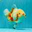 SUPER CUTE AAA Grade Red White Oranda Male 6-6.5 inches #080726OR_04