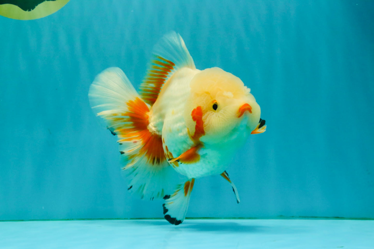 SUPER CUTE AAA Grade Red White Oranda Male 6-6.5 inches #080726OR_04