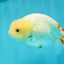 👶 Baby Lipstick Lemonhead Lionchu Male 3.5 inches #0216LC_09